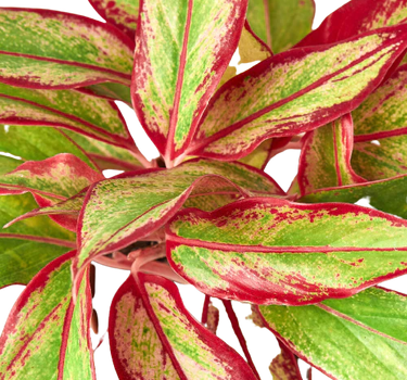 Chinese Evergreen 'Red Siam'