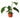 Philodendron 'Congo Green'