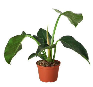 Philodendron 'Congo Green'