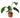 Philodendron 'Congo Green' - 6" Pot - NURSERY POT ONLY