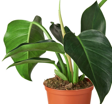 Philodendron 'Congo Green'