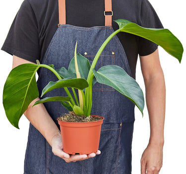 Philodendron 'Congo Green'