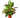 Croton 'Oak Leaf'
