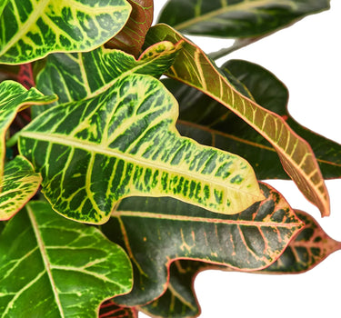 Croton 'Oak Leaf'