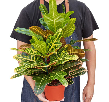 Croton 'Oak Leaf'