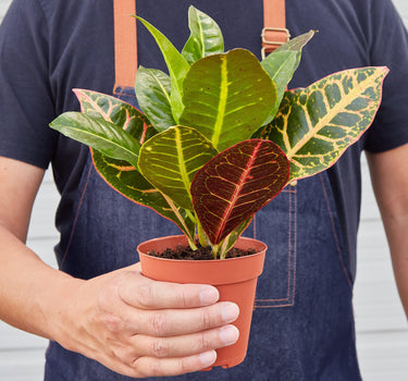 Croton Petra 'Joseph's Coat' - House Plant Shop