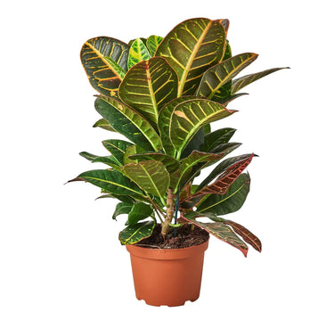 Croton Petra 'Joseph's Coat'