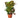 Croton Petra 'Joseph's Coat' - 6" Pot - NURSERY POT ONLY