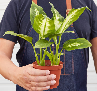 Dieffenbachia Camille 'Dumb Cane' - House Plant Shop
