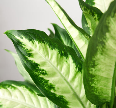 Dieffenbachia Camille 'Dumb Cane' - House Plant Shop