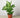 Dieffenbachia Camille 'Dumb Cane' - House Plant Shop