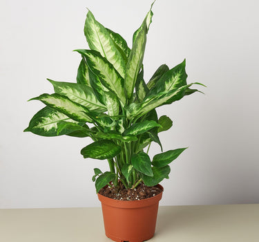 Dieffenbachia Camille 'Dumb Cane' - House Plant Shop