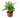 Dieffenbachia 'Tropic Snow'