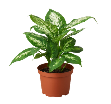 Dieffenbachia 'Tropic Snow'