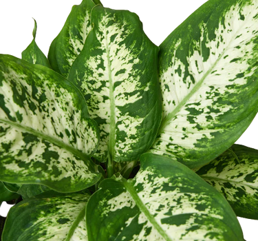 Dieffenbachia 'Tropic Snow'