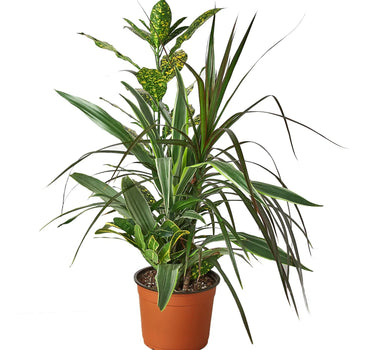 Dracaena 'Combo'