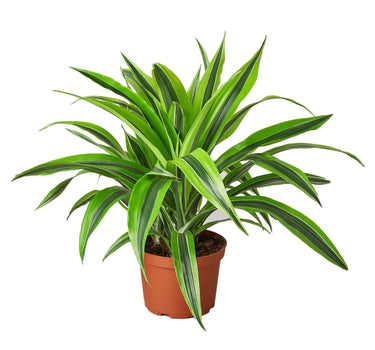 Dracaena 'Lemon Lime'