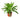 Dracaena Deremensis 'Lemon Lime' - 6" Pot - NURSERY POT ONLY
