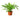 Dracaena 'Lime Light'