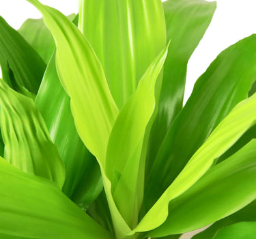Dracaena 'Lime Light'