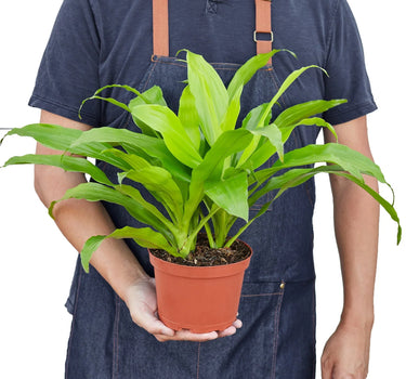 Dracaena 'Lime Light'