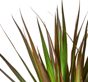 Dracaena 'Marginata Magenta'