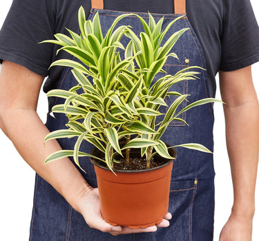 Dracaena 'Song of India'