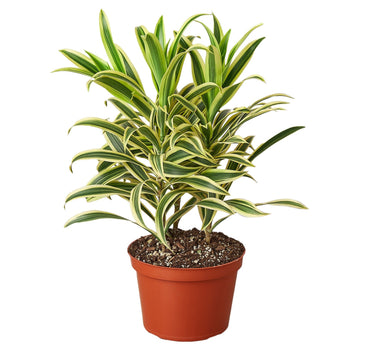 Dracaena 'Song of India'