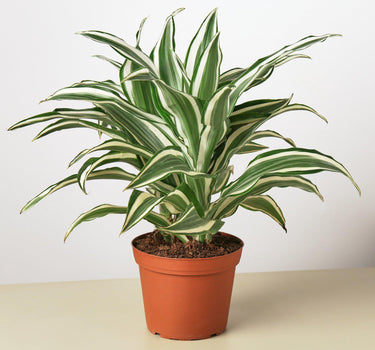 Dracaena 'Warneckii White Jewel'