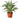 Dracaena 'Warneckii White Jewel' - 6" Pot - NURSERY POT ONLY