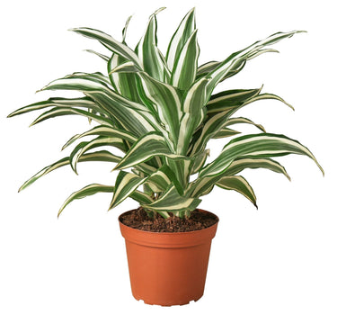 Dracaena 'Warneckii White Jewel' - 6" Pot - NURSERY POT ONLY