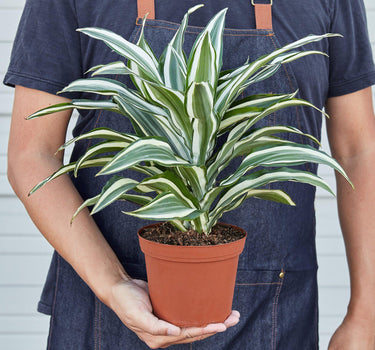 Dracaena 'Warneckii White Jewel'