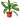 Dracaena Massangeana