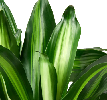 Dracaena Massangeana
