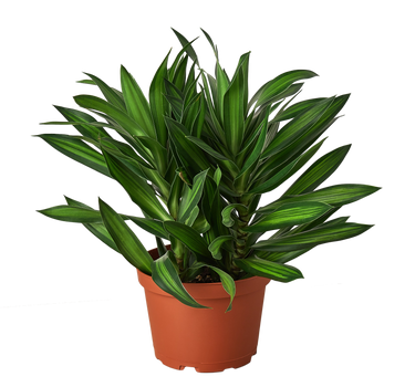 Dracaena 'Song of Jamaica'