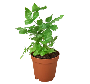 Pteris Cretica 'Albo Fern'