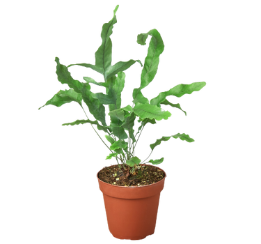 Fern 'Blue Star'