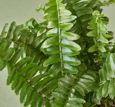 Jester's Crown Fern