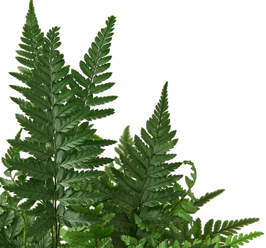 'Korean Rock' Fern