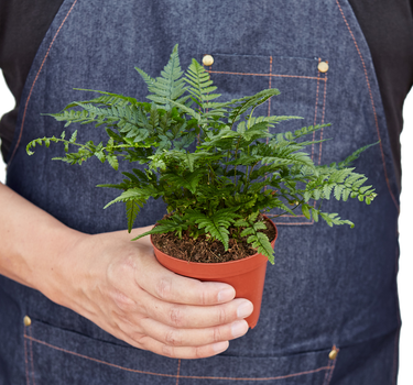 'Korean Rock' Fern