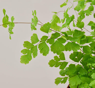 Maidenhair Fern - House Plant Shop