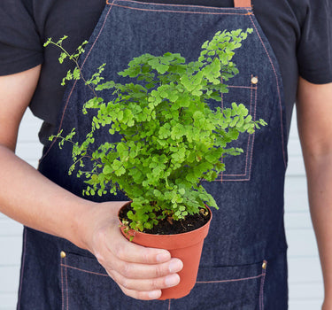 Maidenhair Fern - House Plant Shop