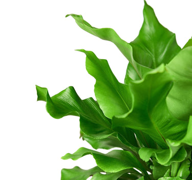 Bird's Nest 'Nidus' Fern