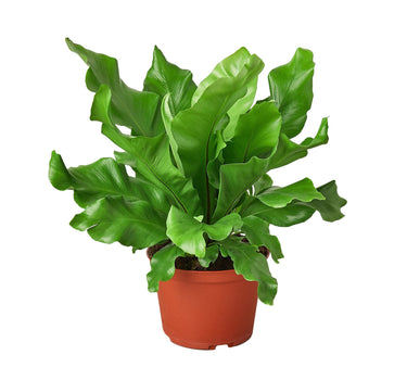 Bird's Nest 'Nidus' Fern