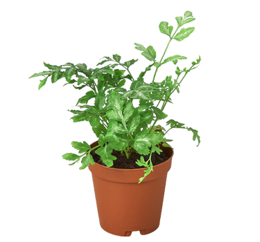 Fern 'Silver Lace'
