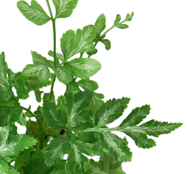 Fern 'Silver Lace'