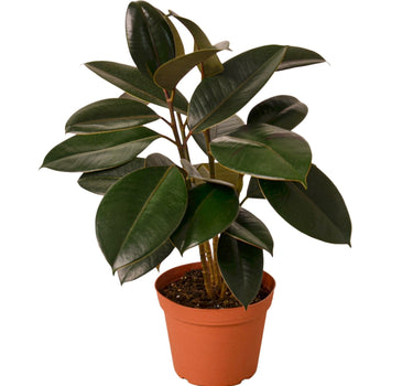 Ficus Elastica 'Burgundy'