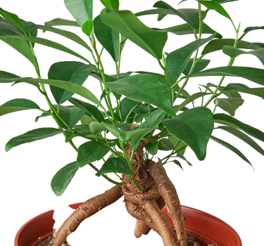 Ficus 'Ginseng'