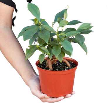 Ficus 'Ginseng'