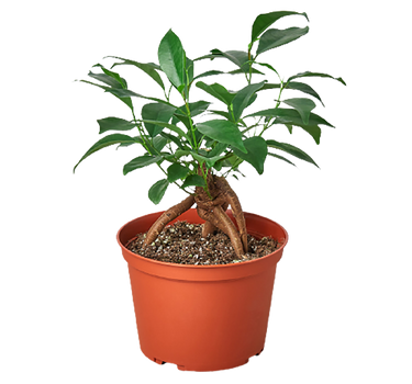 Ficus 'Ginseng'